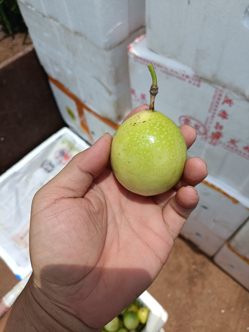 黄金百香果产地直发一手货源，甜度高，保质保量欢迎老板选购