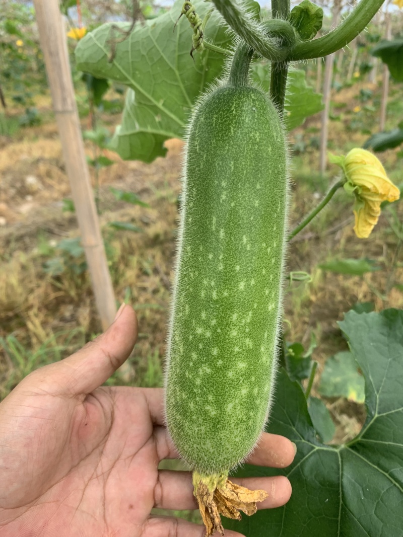 广西毛节瓜吊瓜大量上市，基地瓜，质量保证统一，小瓜