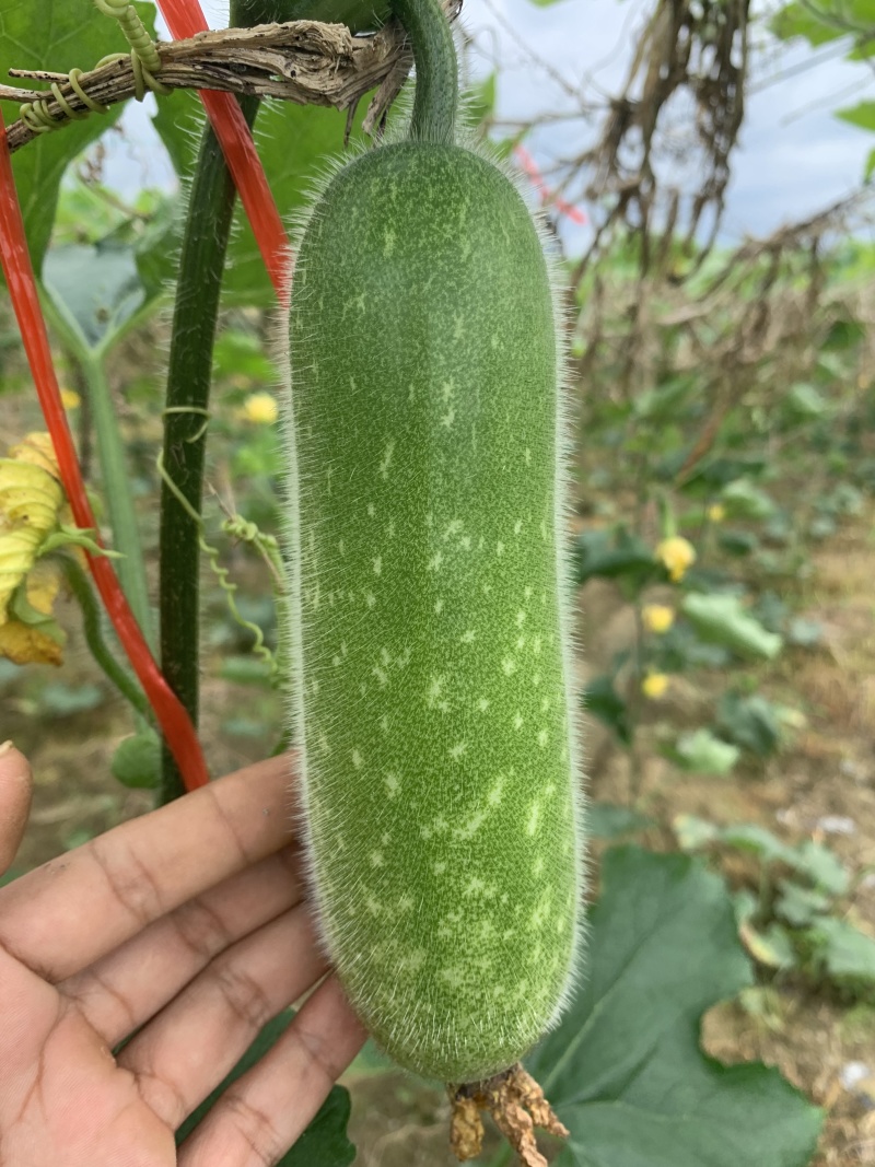 广西毛节瓜吊瓜大量上市，基地瓜，质量保证统一，小瓜