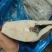 鳕鱼2000/3000鳕鱼身