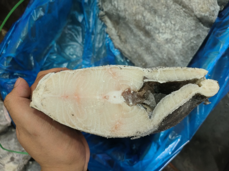 鳕鱼2000/3000鳕鱼身