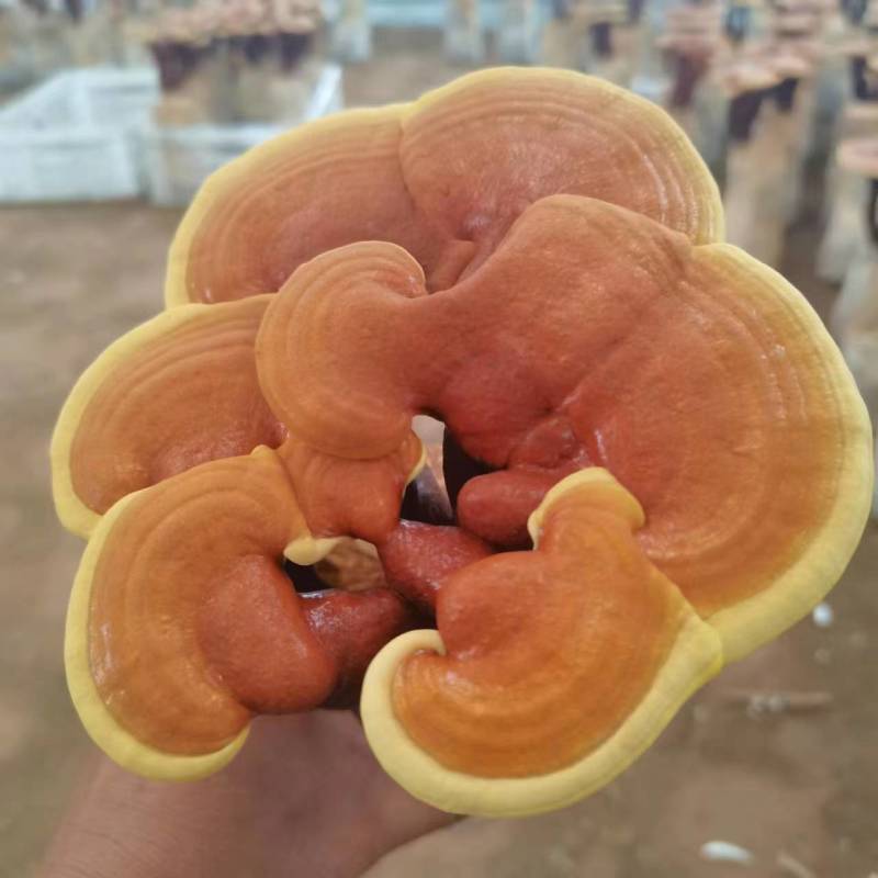 活体灵芝灵芝花质量保证货源充足一手货源欢迎咨询