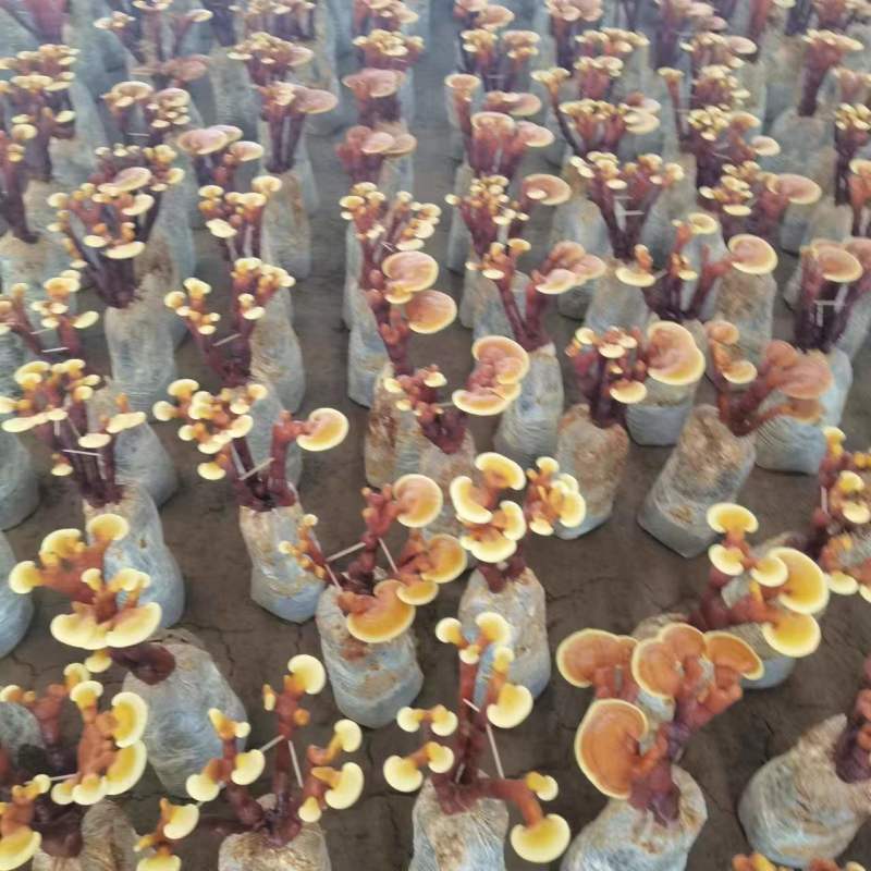 活体灵芝灵芝花质量保证货源充足一手货源欢迎咨询