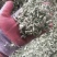 烘干豆角颗粒，干度好，颜色正，价格美丽！一手货源！