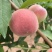 山地毛桃晶甜