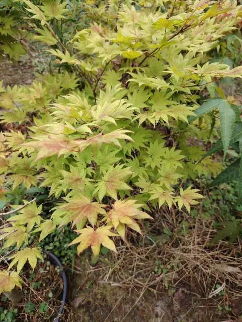 广西红枫，品种有:泰勒，黄金流泉，羽毛枫，月升，歌舞狂欢