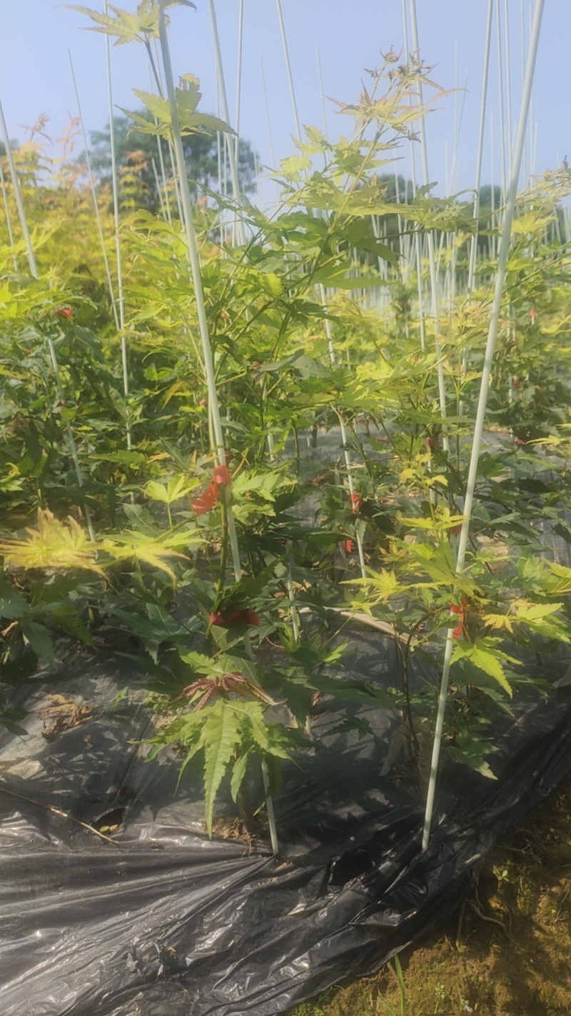 广西红枫，品种有:泰勒，黄金流泉，羽毛枫，月升，歌舞狂欢