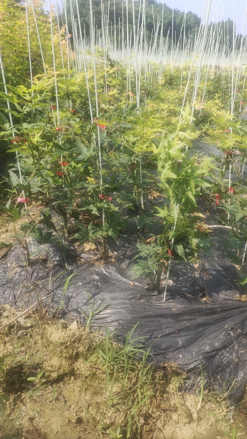 广西红枫，品种有:泰勒，黄金流泉，羽毛枫，月升，歌舞狂欢