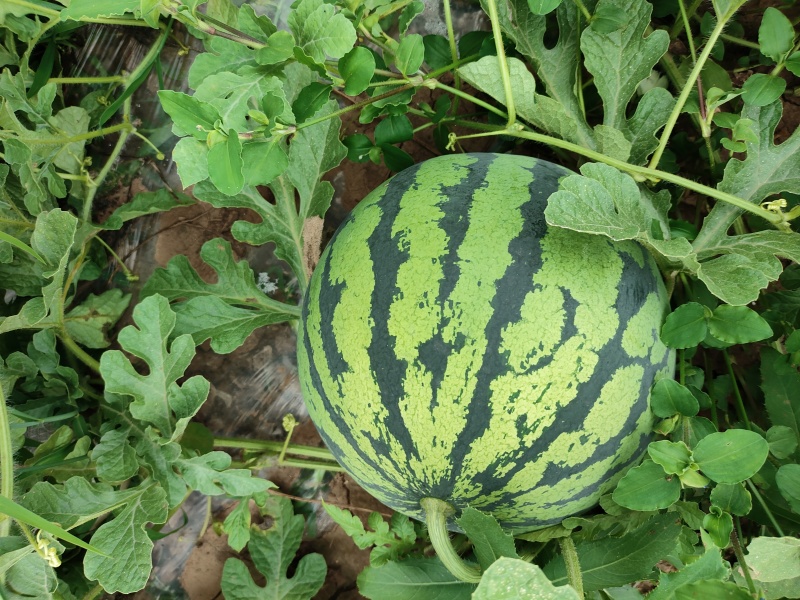 露天美都