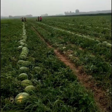 吉林地雷西瓜，基地直供，保熟保甜。支持视频看货。