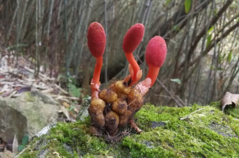 蛇菰量大有需要的联系我