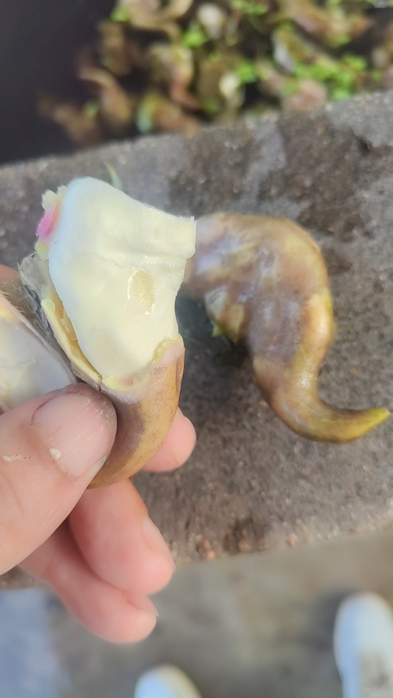 精品清水菱角，湖北优质菱角源产地，货源充足，保质保量。