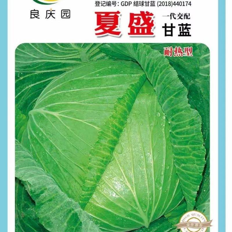 甘蓝种子夏盛耐热甜脆甘蓝新品种无腊粉叶油绿3＿7月