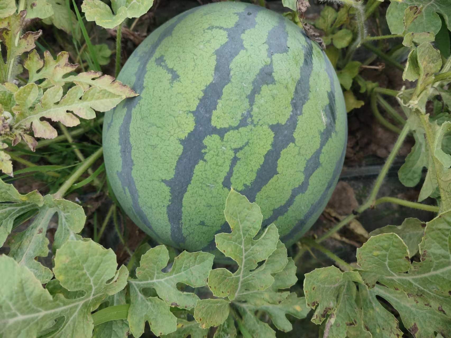 挑选西瓜的技巧