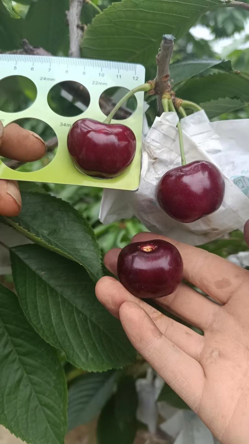 露天胜利大樱桃刚上市，原产地直发现上线下对接，品质保证