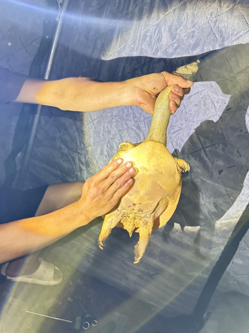 生态草鱼鲤鱼