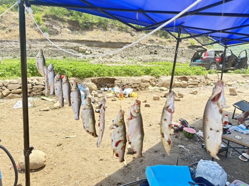 生态草鱼鲤鱼