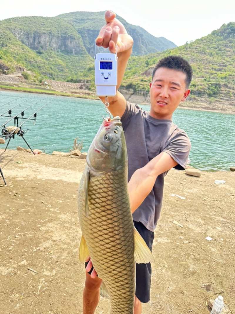 生态草鱼鲤鱼