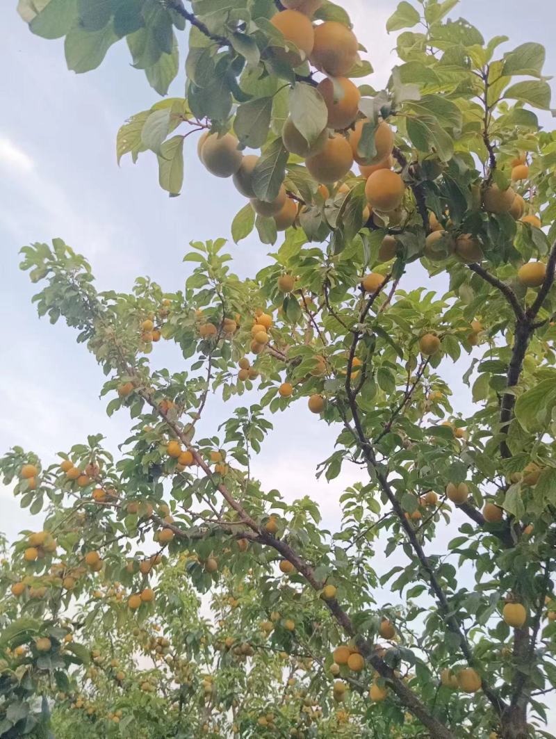 农家甜杏梅