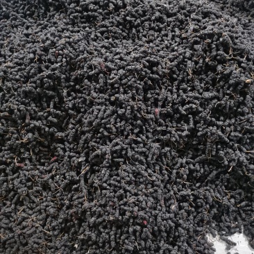 精品一级桑椹干，干度嘎巴脆