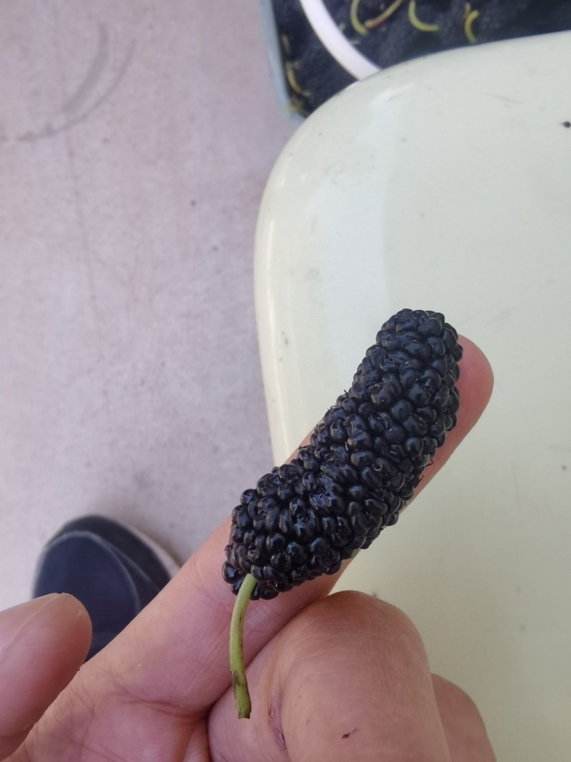 精品一级桑椹干，干度嘎巴脆