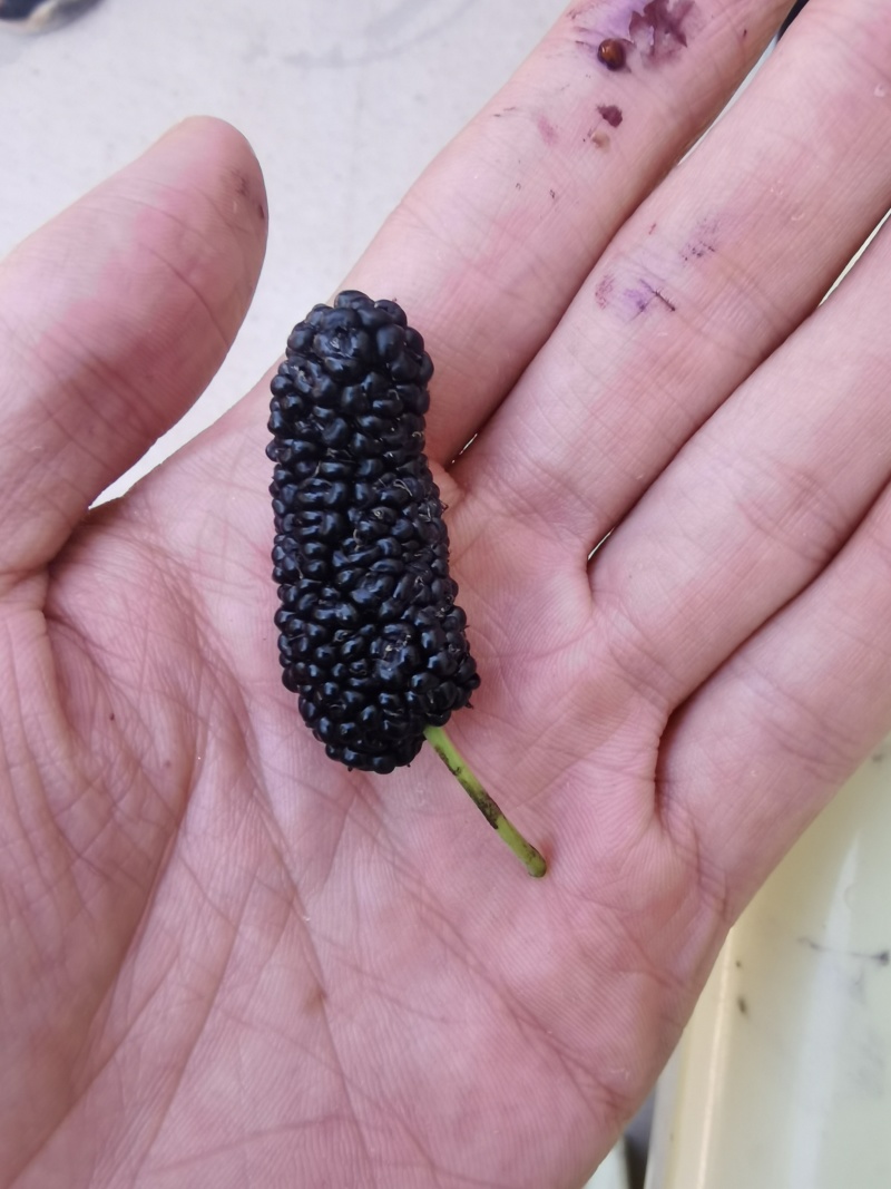 精品一级桑椹干，干度嘎巴脆