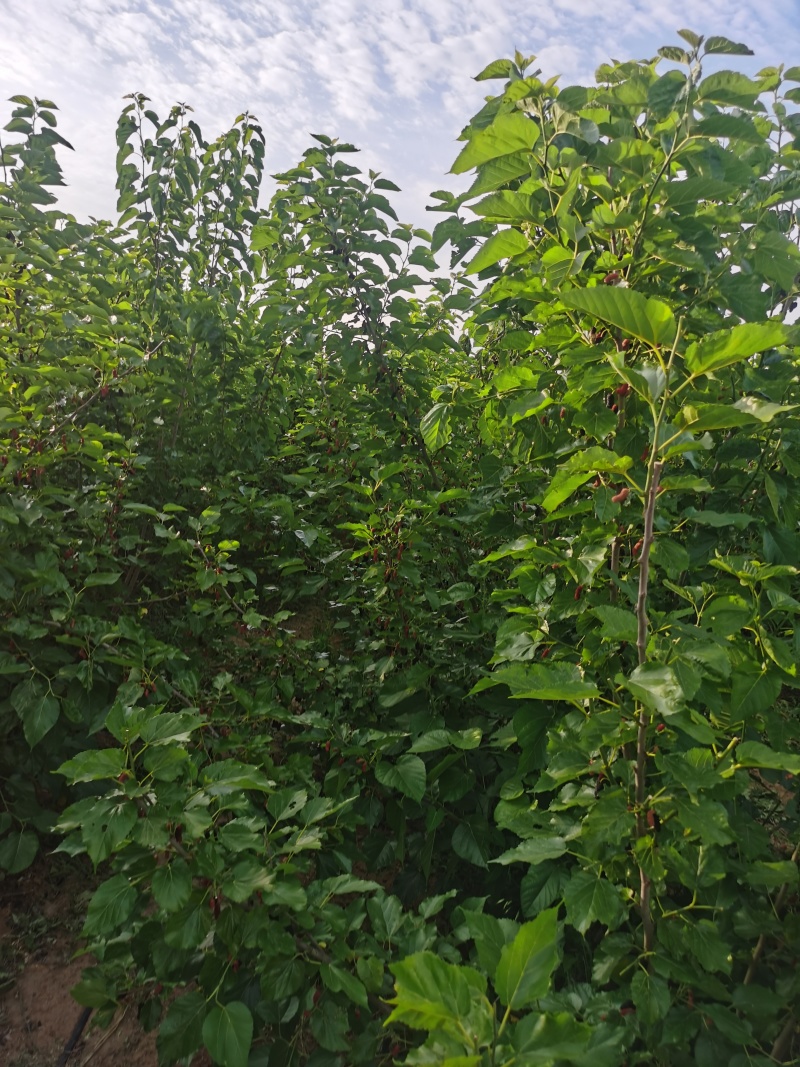 精品一级桑椹干，干度嘎巴脆