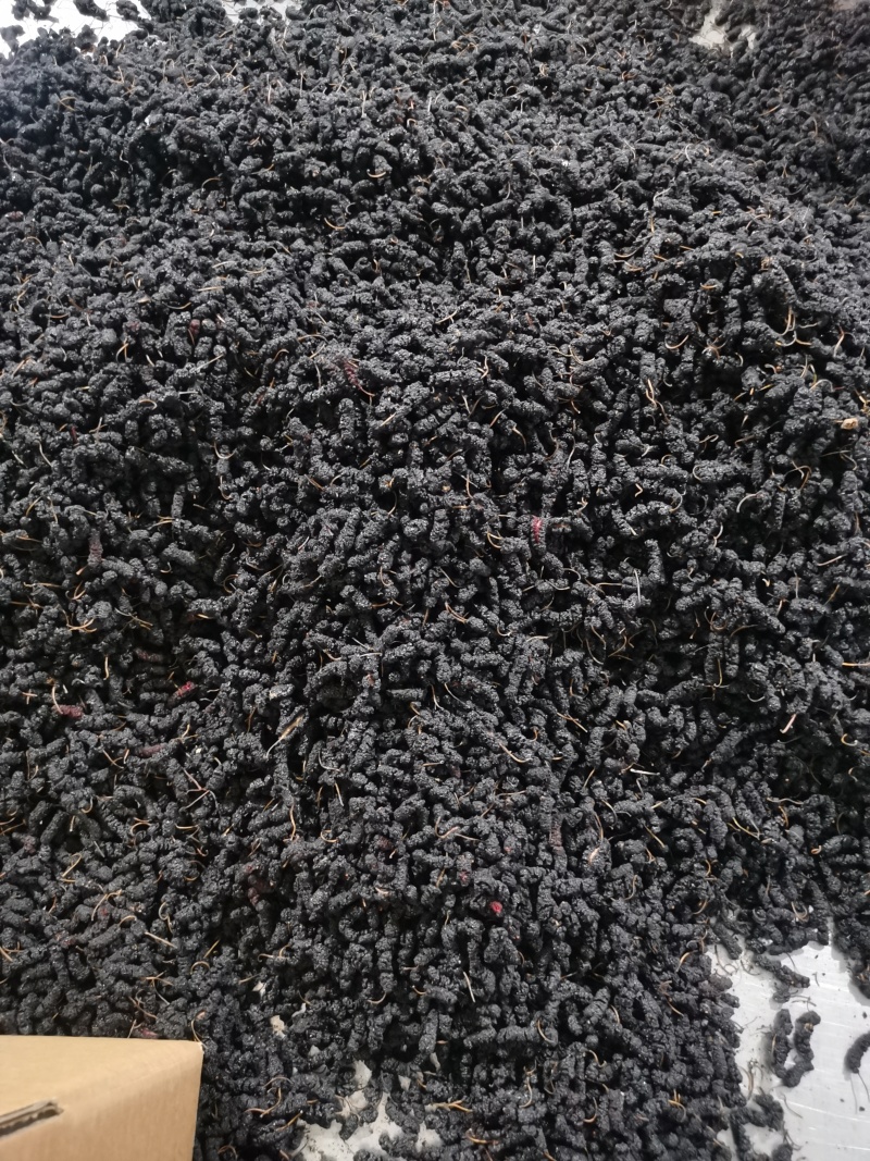 精品一级桑椹干，干度嘎巴脆
