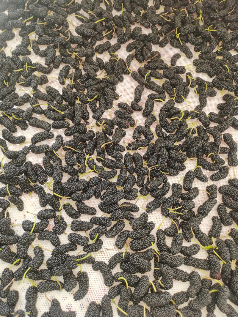 精品一级桑椹干，干度嘎巴脆