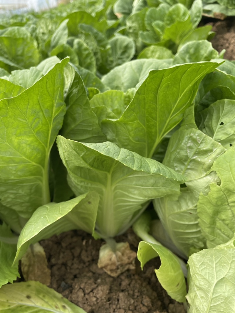 精品毛白菜，小白菜，华中地区拿货送货