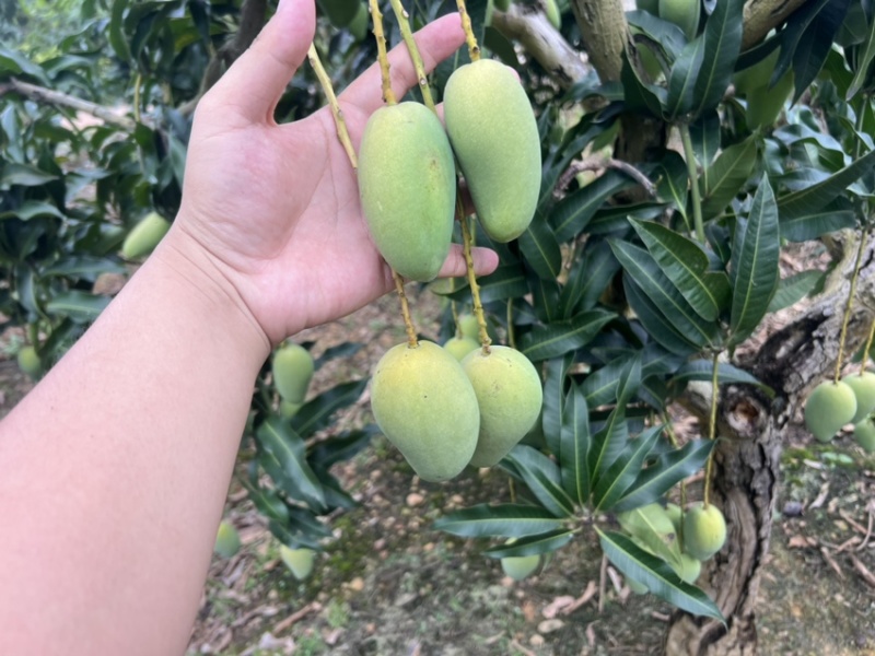 小台电商货1.3一树下可带走