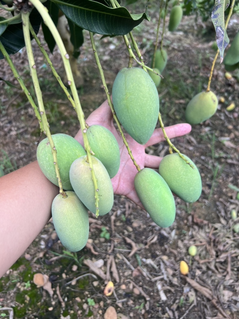 小台电商货1.3一树下可带走