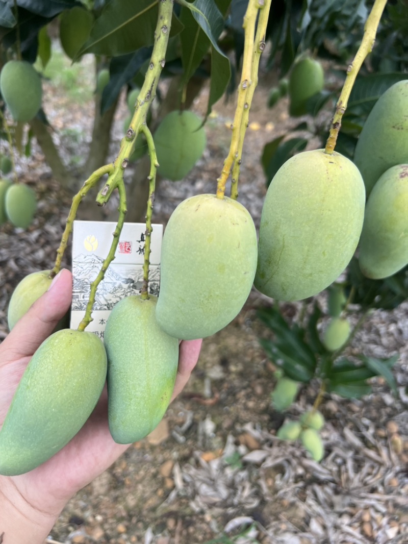 小台电商货1.3一树下可带走