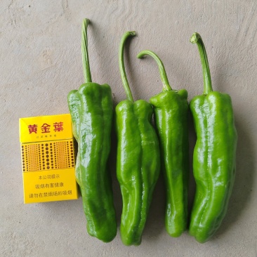 精品泡椒，大量现货，产地直供，一手货源。