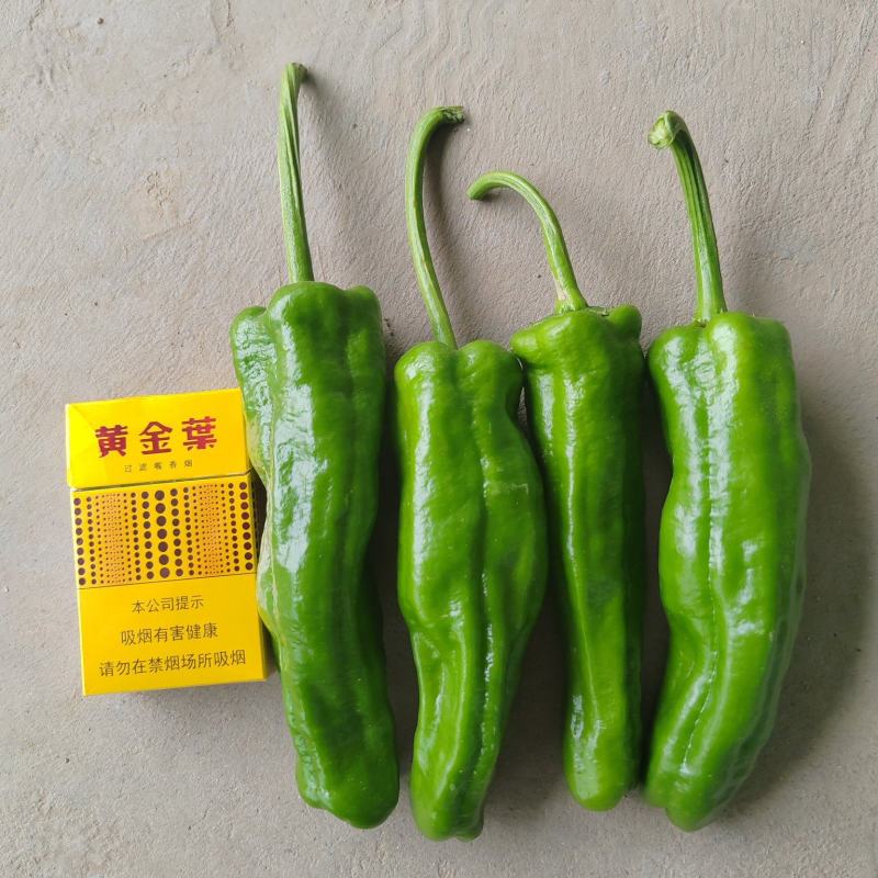 精品泡椒，大量现货，产地直供，一手货源。