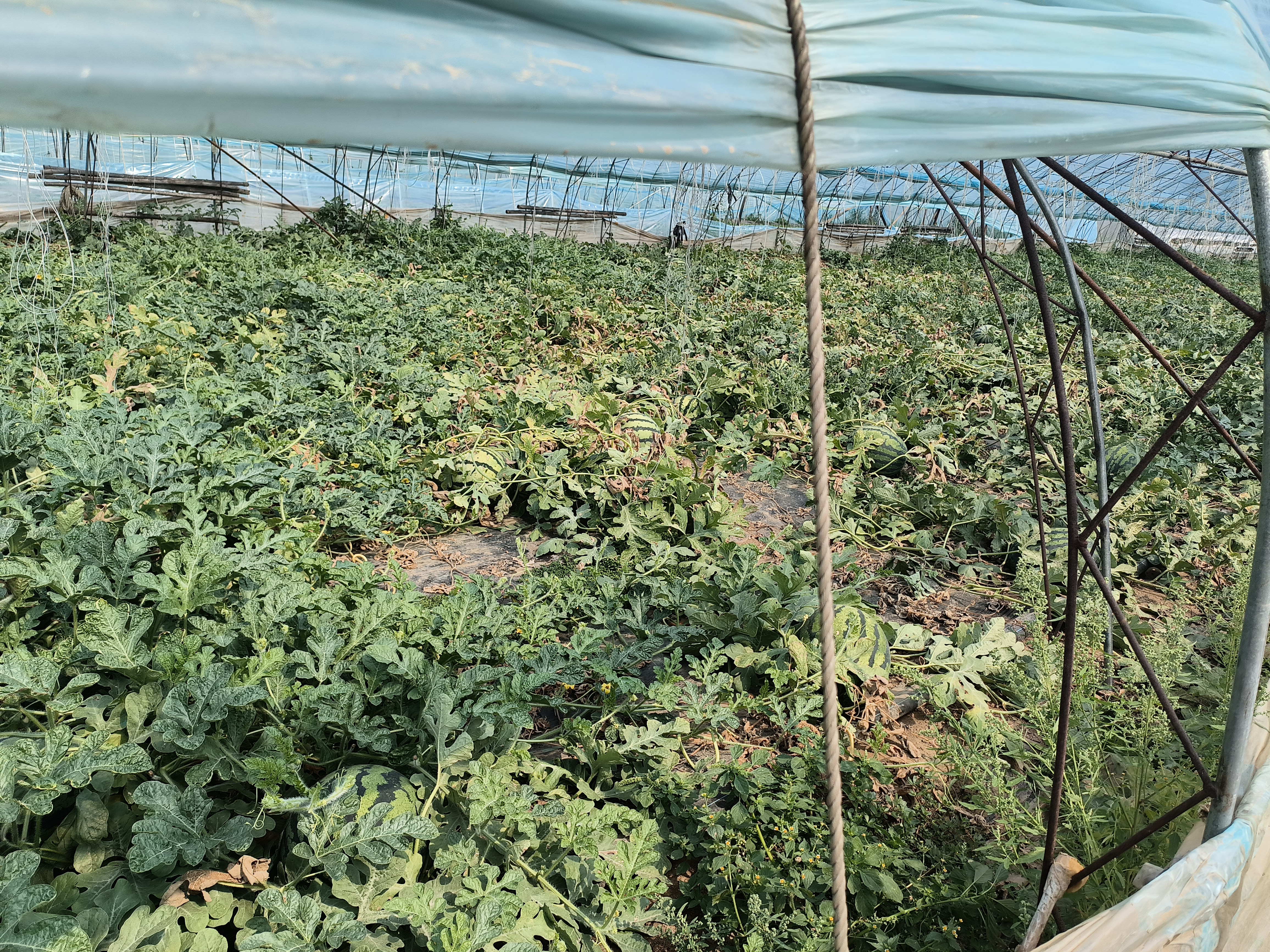 大棚西瓜种植场景