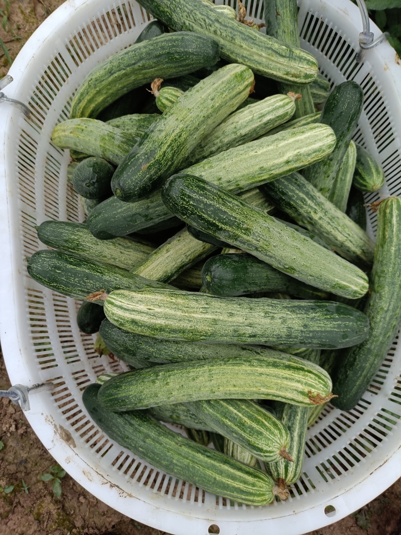 黄瓜