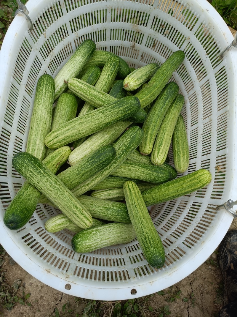 黄瓜