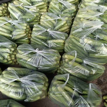 黄瓜
