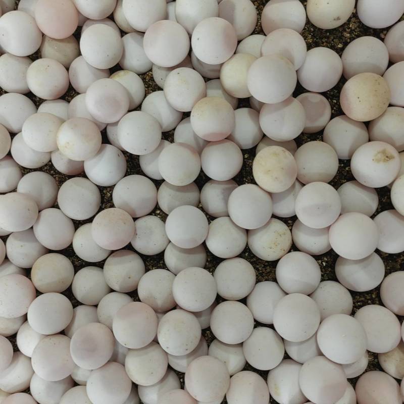 【可孵化甲鱼蛋】江西南丰县甲鱼蛋保质保量产地直发