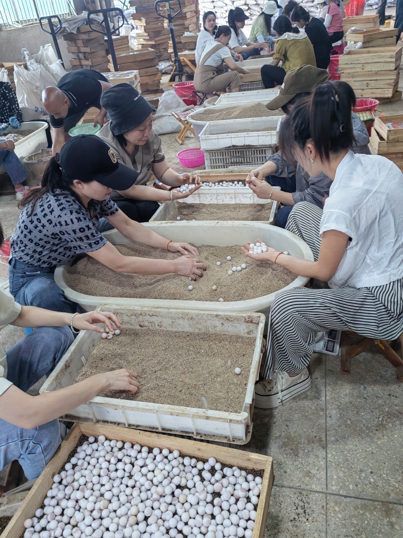 【可孵化甲鱼蛋】江西南丰县甲鱼蛋保质保量产地直发