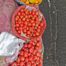 牡丹江大黄柿子，草莓柿子，毛粉柿子