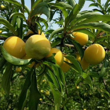 贵州蜂糖李