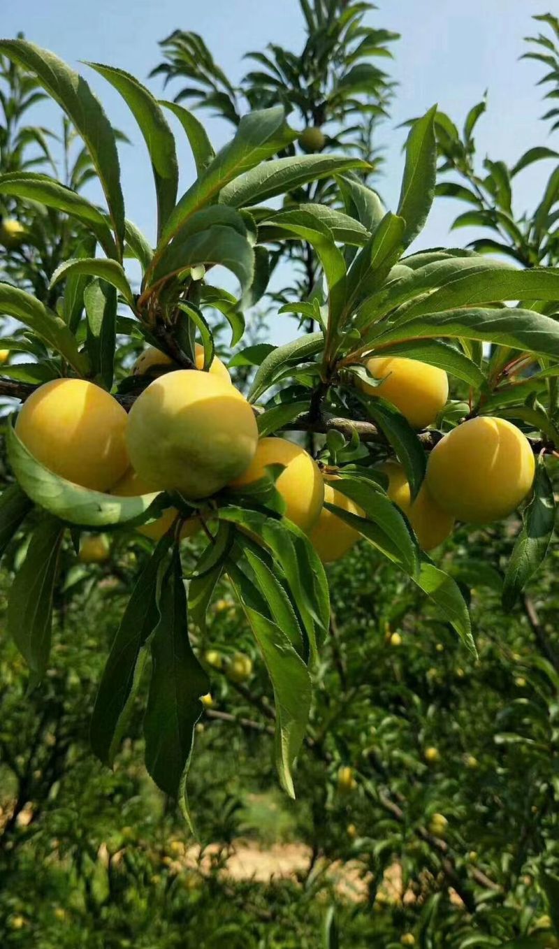 贵州蜂糖李