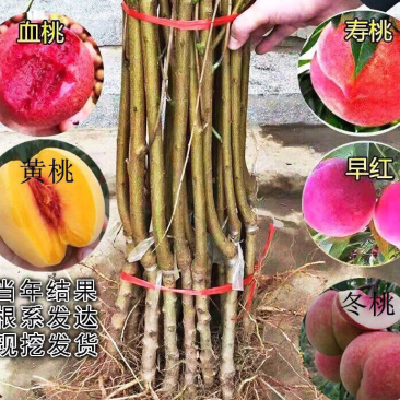 桃苗桃树,黄桃苗,水蜜桃苗,黄金蟠桃苗,蒙阴蜜桃苗