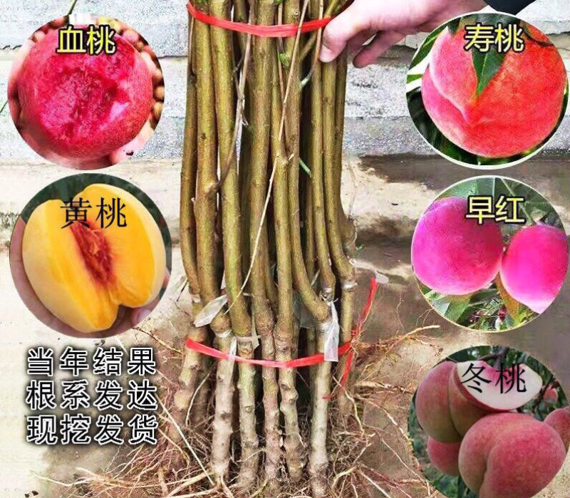 桃苗桃树，黄桃苗，水蜜桃苗，黄金蟠桃苗，蒙阴蜜桃苗