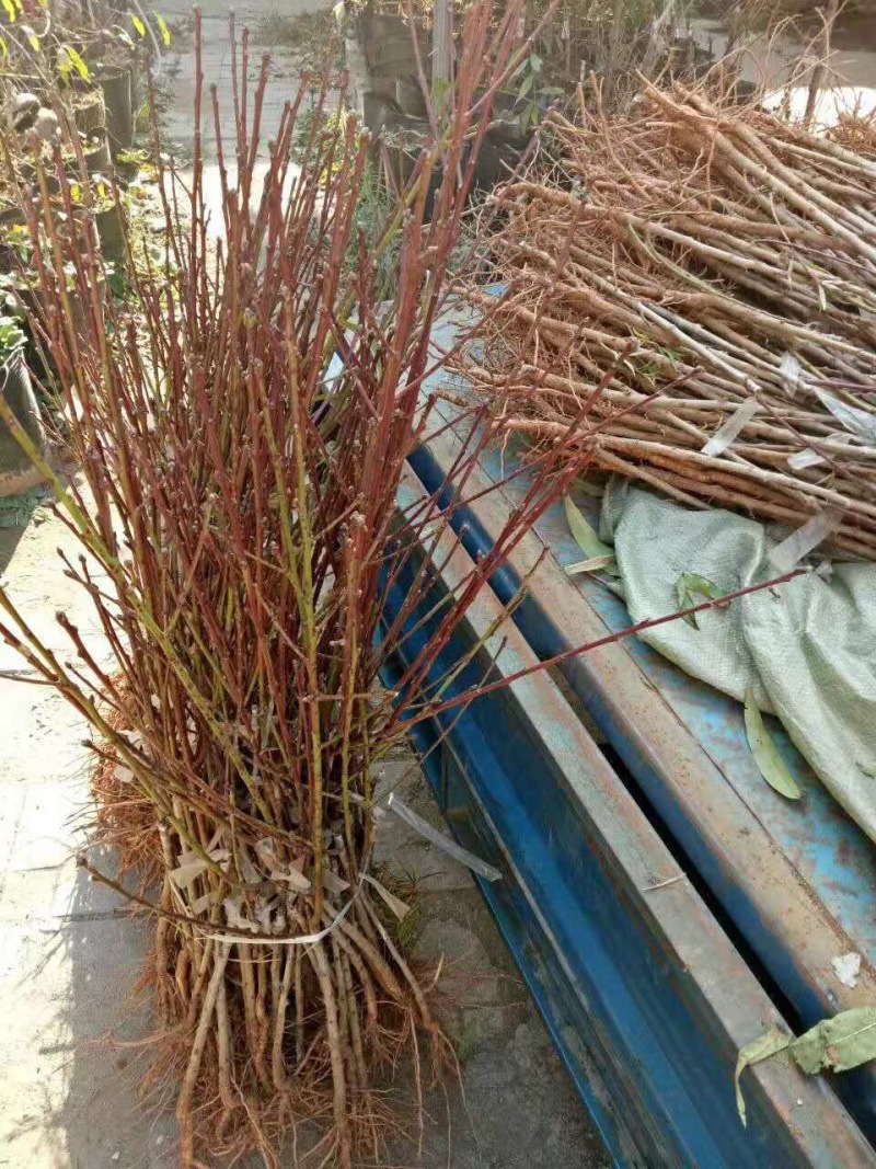 桃苗桃树，黄桃苗，水蜜桃苗，黄金蟠桃苗，蒙阴蜜桃苗