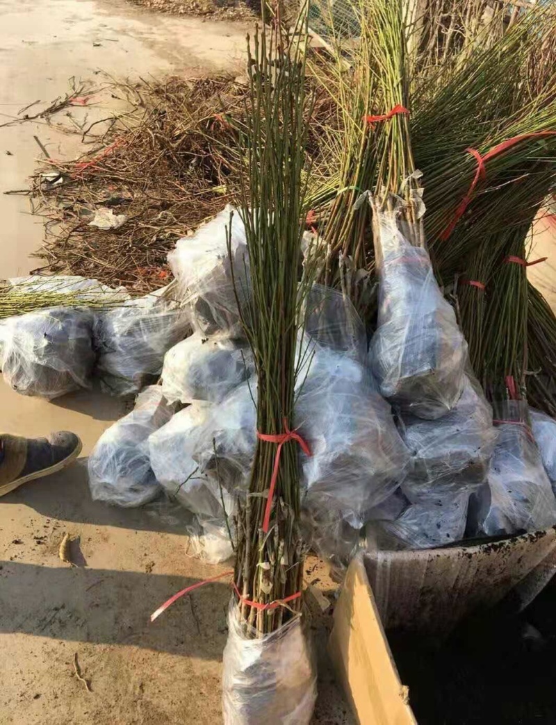 桃苗桃树，黄桃苗，水蜜桃苗，黄金蟠桃苗，蒙阴蜜桃苗
