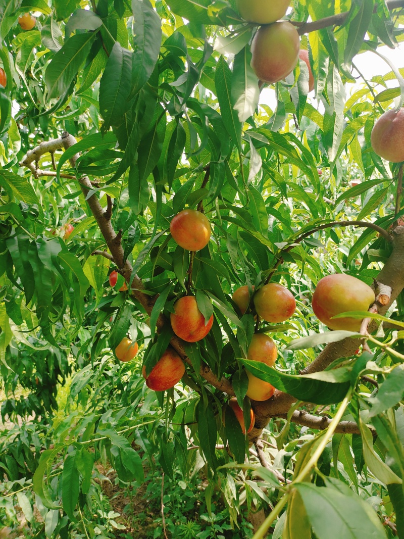 中油4号油桃