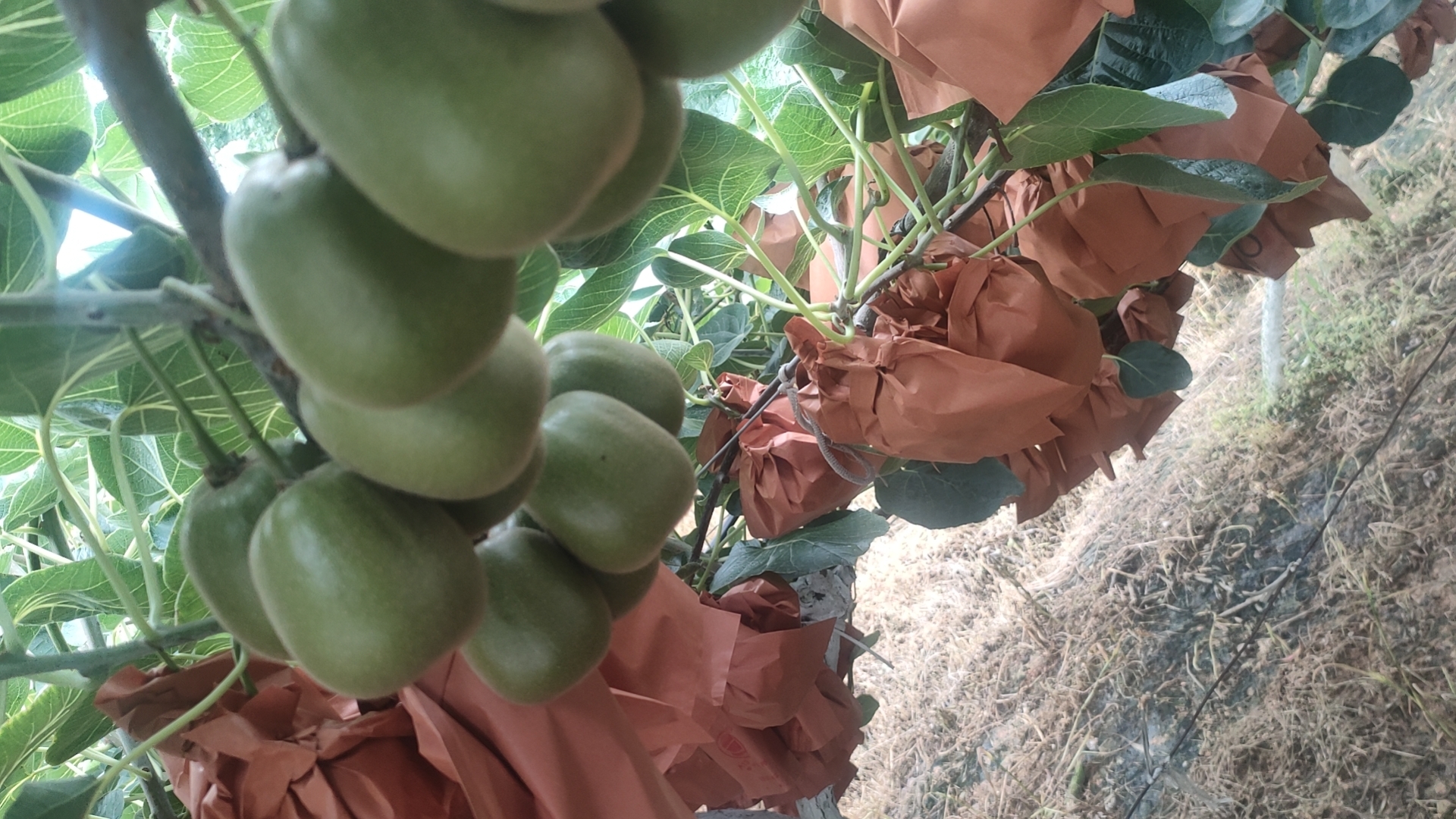 几名身穿工作服的果农在红心猕猴桃果园中进行人工采摘,他们使用剪刀小心剪下果实,放入随身携带的采果篮中,动作轻柔,确保不损伤果实表皮,背景可见整齐排列的种植架和茂密的藤叶 工人正在采摘红心猕猴桃